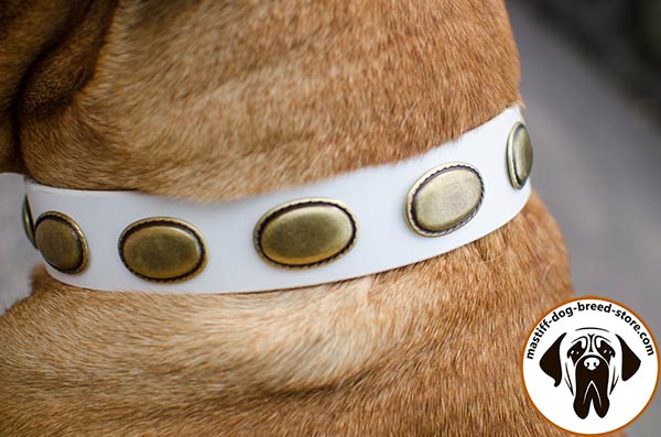 White leather Bullmastiff collar with oval brass plates - close-up