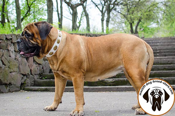 Handmade white leather Bullmastiff collar with oval plates