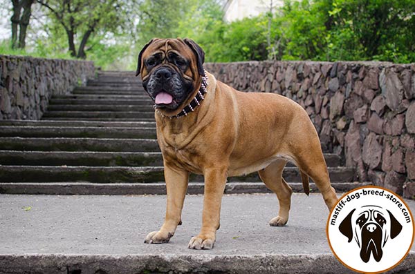 Elegant wide leather Bullmastiff collar with handset spikes