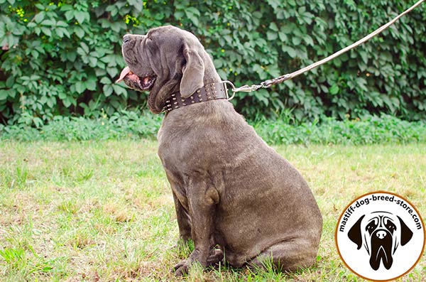 Trendy leather Mastino Napoletano collar