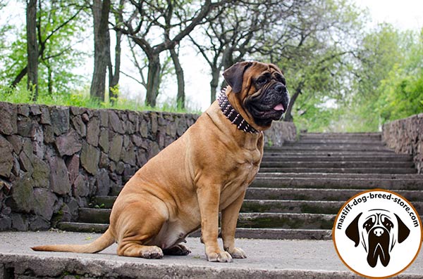 Stylishly adorned extra wide leather dog collar for Bullmastiff 