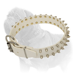 Dog collar for Mastiffs with rustproof hardware