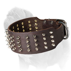 Dog collar for Mastiff wlks with 4 rows of spikes