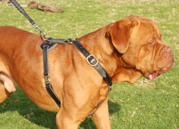 leather harness for french mastiff