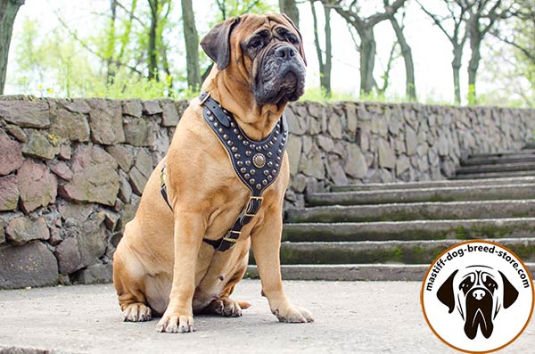 Exclusive leather Bullmastiff harness