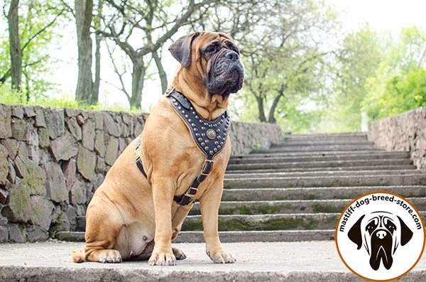 Luxurious leather Bullmastiff harness