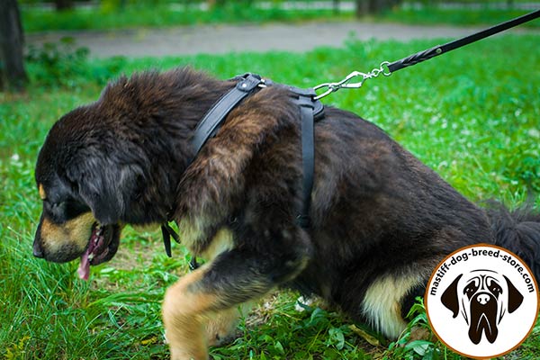 Leather Mastiff harness with 4-ways adjustable straps