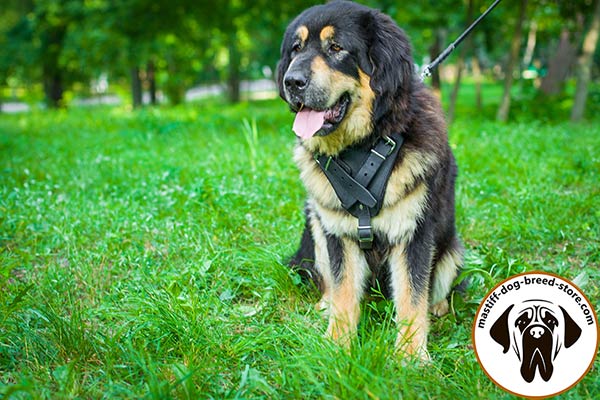 Leather Mastiff harness for training activities