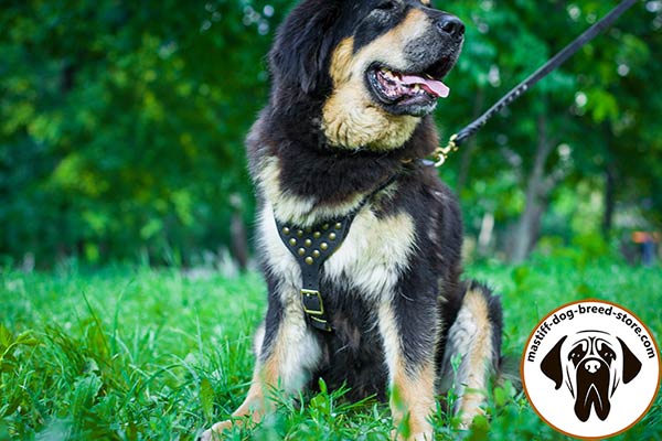 Leather Mastiff harness with handset brass half-spheres