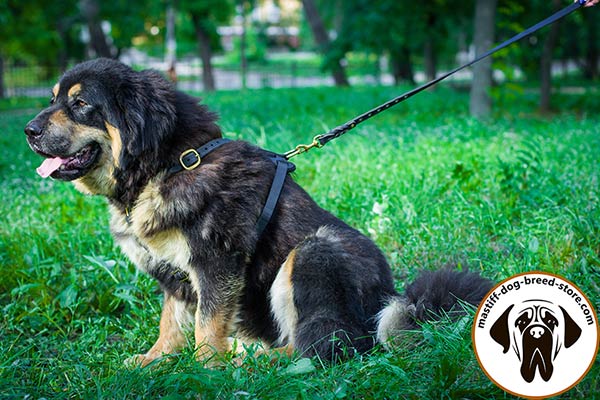 Handmade leather Mastiff harness with brass hardware