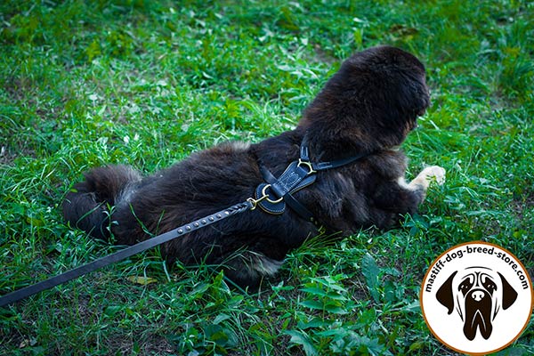 Adjustable leather Mastiff harness