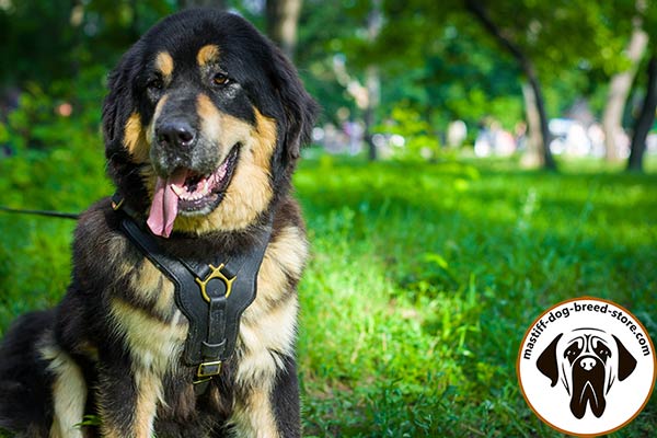 Well-made leather Mastiff harness