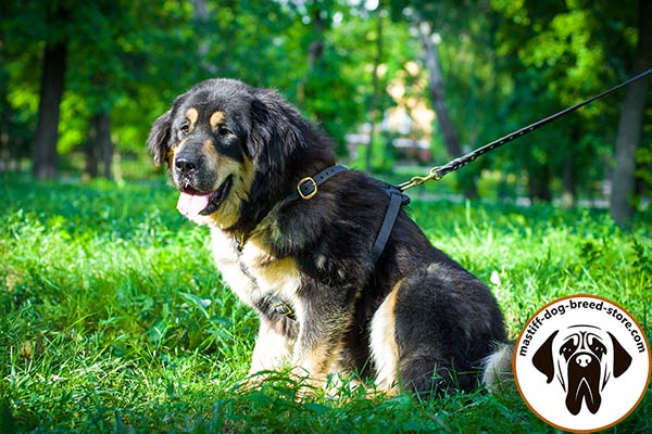 Dog-safe leather Mastiff harness
