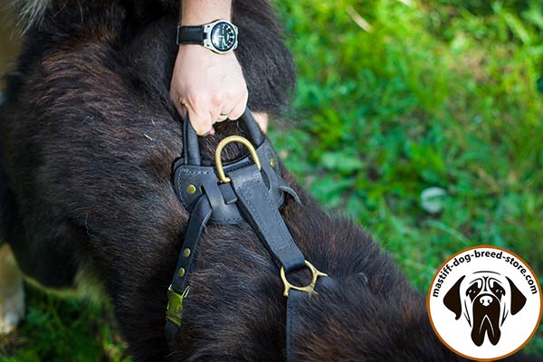 Super strong leather Mastiff harness with easy-grip handle