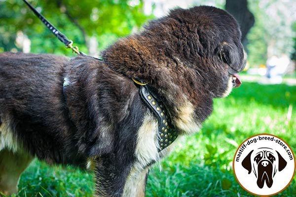 Easy-adjustable leather Mastiff harness