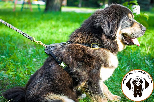 Comfy-to-put-on leather Mastiff harness with reliable quick-release brass buckle