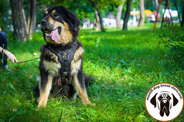 Training Mastiff harness made of genuine leather