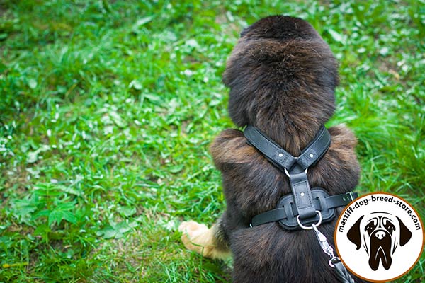 Leather Mastiff harness with D-ring for lead fixation