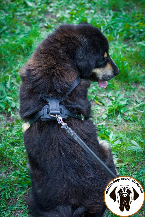 Top notch leather Mastiff harness with nickel plated D-ring