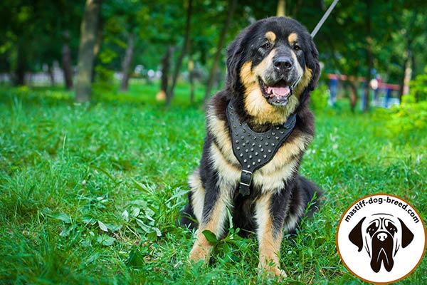 Splendid leather Mastiff harness with nickel plated spikes