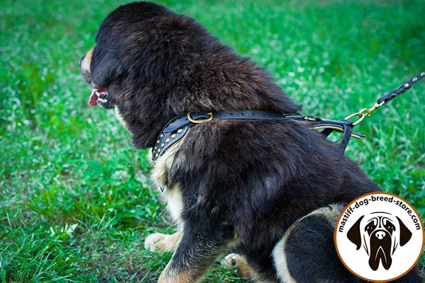 Comfortable leather Mastiff harness with padded chest-plate