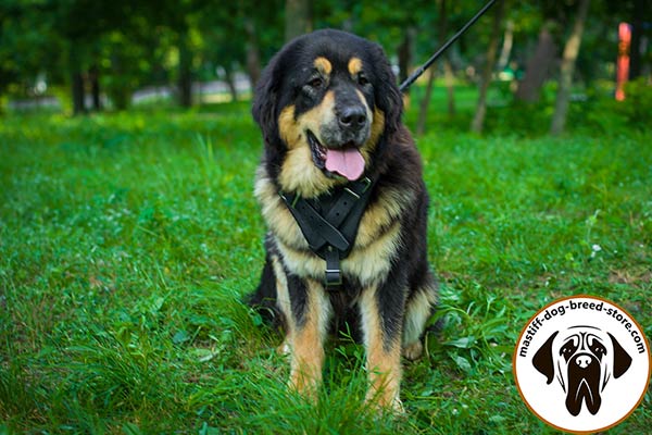 Leather Mastiff harness with felt padded chest plate