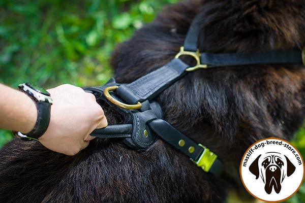 Easy-to-use leather Mastiff harness with quick-release buckle