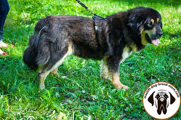 Comfy-to-put-on leather Mastiff harness with quick-release buckle