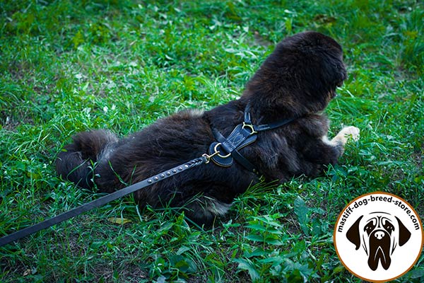 Time-proof leather Mastiff harness with brass fittings