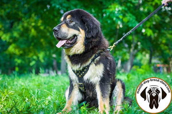 Leather Mastiff harness with brass studs