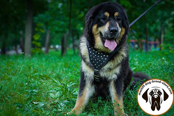 Stitched leather Mastiff harness with nickel plated pyramids