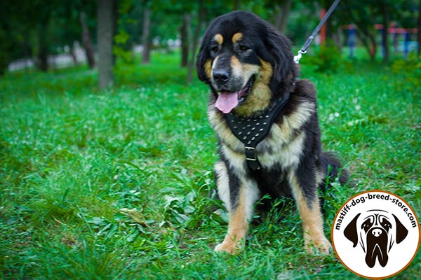 Exquisite leather Mastiff harness with spikes