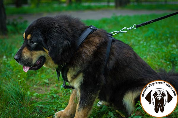 Easy-to-put-on leather canine harness for Mastiff with quick-release buckle