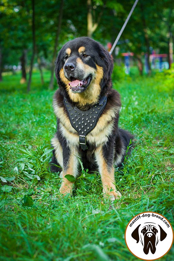 Non-rubbing leather canine harness for Mastiff
