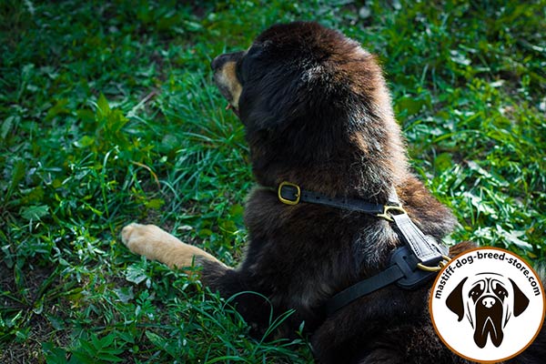 Reliable leather canine harness for Mastiff with brass fittings