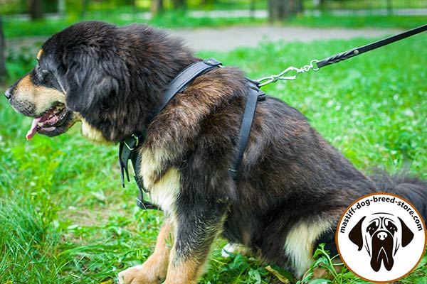 Leather canine harness for Mastiff with easy-adjustable straps