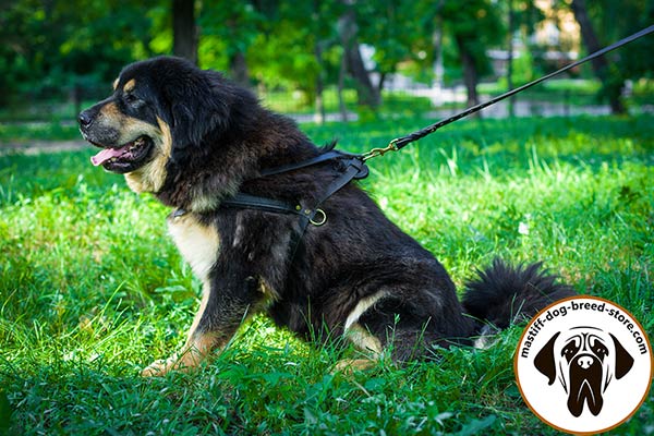 Leather canine harness for Mastiff effective pulling work