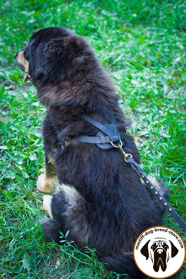 Reliable leather canine harness for Mastiff with brass hardware