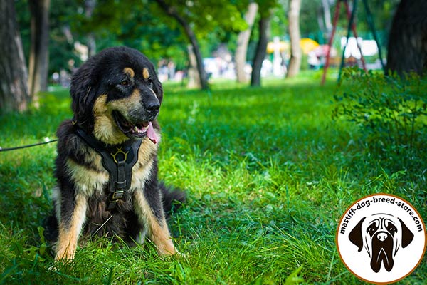 Practical leather canine harness for Mastiff