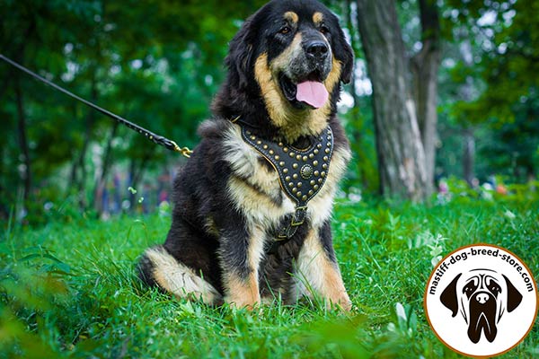 Handmade leather canine harness for Mastiff