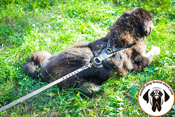 Leather canine harness for Mastiff with rust-resistant hardware