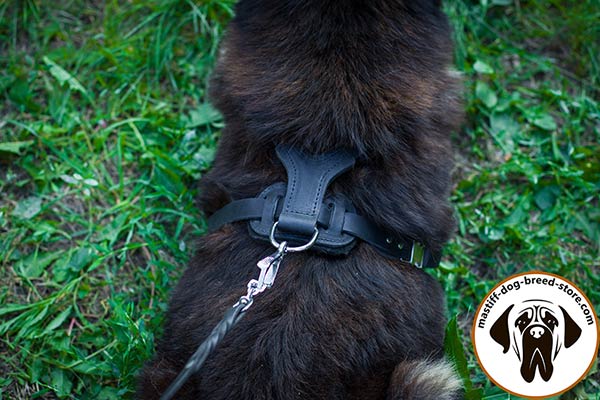 Leather canine harness for Mastiff with nickel plated fittings for comfortable walks