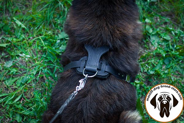 Leather canine harness for Mastiff with nickel plated fittings for comfortable walks