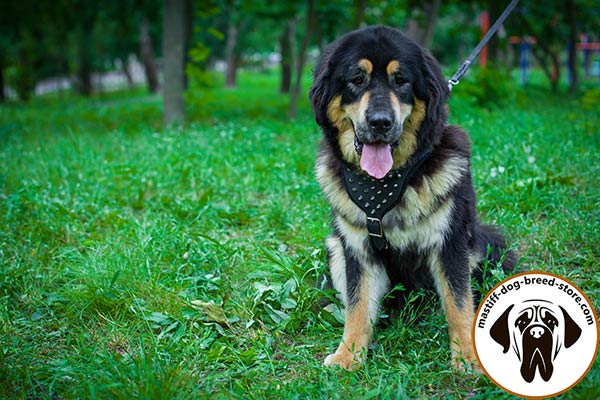 Eye-catchy leather canine harness for Mastiff