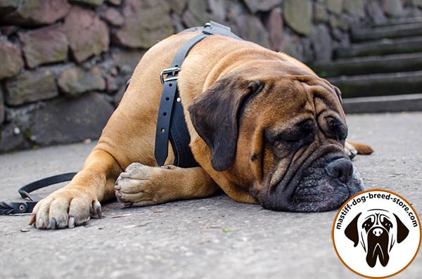 Multitask leather dog harness for Bullmastiff