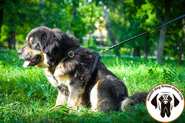 Extremely strong leather dog harness for Mastiff