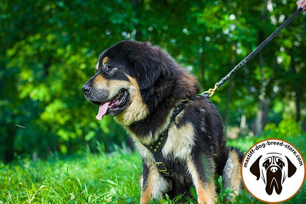 Adorned leather dog harness for Mastiff walking