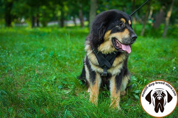 Leather dog harness for Mastiff effective attack training