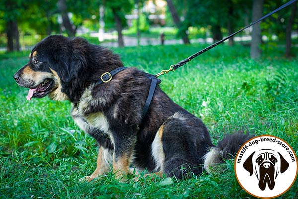 Well-made leather dog harness for Mastiff