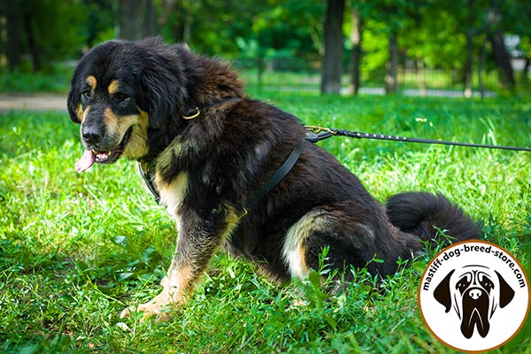 Long-lasting leather dog harness for Mastiff